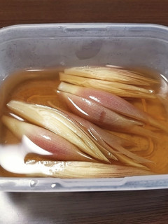 みょうがの浅漬け-レシピのメイン写真