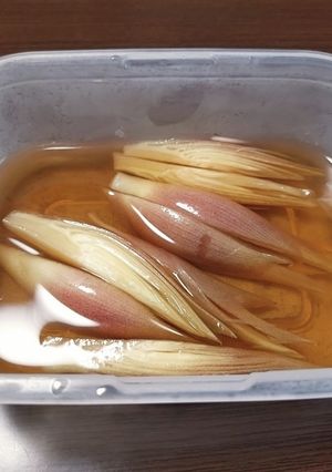 みょうがの浅漬け-レシピのメイン写真