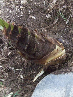 筍のあく抜き-レシピのメイン写真
