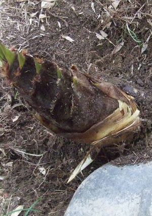 筍のあく抜き-レシピのメイン写真