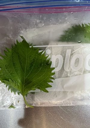 ズボラ必見！大葉の長持ち保存法-レシピのメイン写真