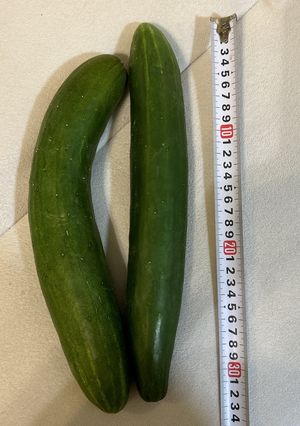 おばけきゅうりの下処理-レシピのメイン写真