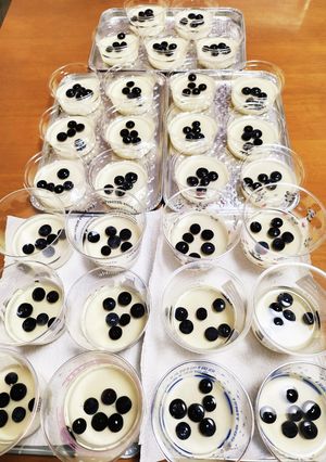 冷んやりデザート。ブルーベリー貰ったよ-レシピのメイン写真