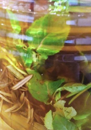 ハーブエキス＊植物の薬にも-レシピのメイン写真