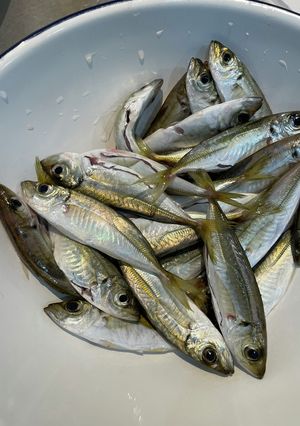 ピカピカの鯵ナンバン！-レシピのメイン写真