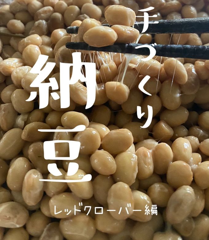 レッドクローバーで手づくり納豆】Jwt by 北海道ゆーこりん