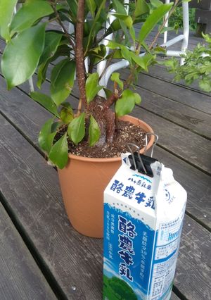 ヨーグルトシャーベット-レシピのメイン写真