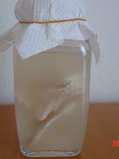 酒粕酵母 酵母液~元種-レシピのメイン写真