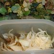 甘い新たまねぎドレッシング☆