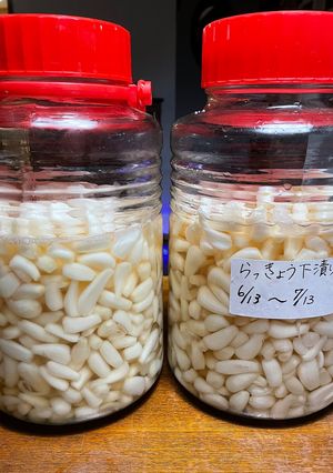 カリカリらっきょうの下漬けと本漬け-レシピのメイン写真