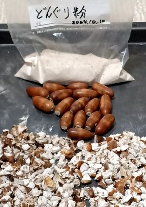 どんぐり粉(マテバシイ)の作り方-レシピのメイン写真