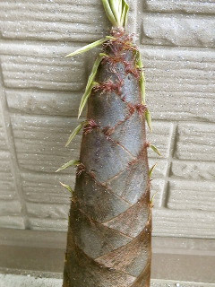 ☆塩で簡単☆たけのこのアク抜き-レシピのメイン写真