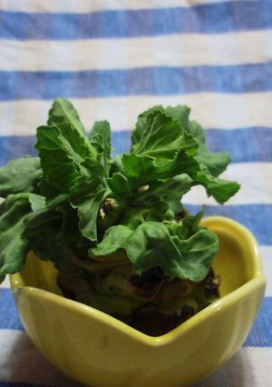 キャベツの芯から葉っぱが♪-レシピのメイン写真