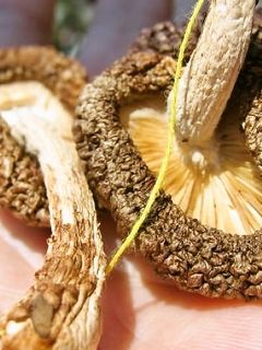 干し椎茸の作り方(椎茸のバター焼き)-レシピのメイン写真