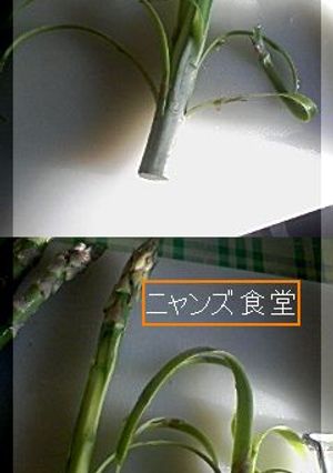 ゴミがばらばらしないアスパラの剥き方-レシピのメイン写真