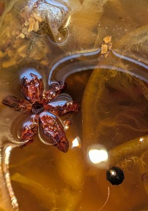 ウチのクラフトコーラ♥付録はレモンジャム-レシピのメイン写真