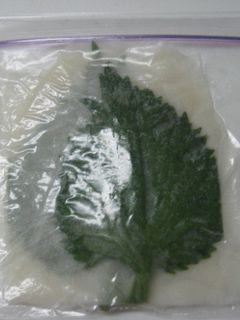 我が家流☆大葉の保存方法-レシピのメイン写真