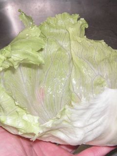 手だけで簡単 レタスをきれいにはがす方法-レシピのメイン写真