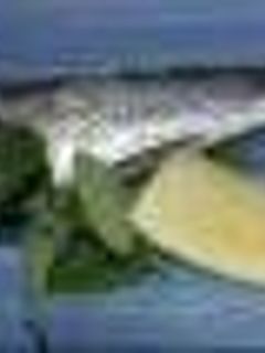 オイルサーディン-レシピのメイン写真