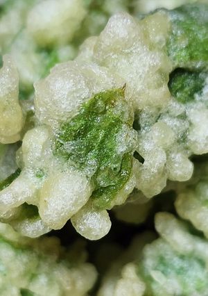 お年寄り絶賛シリーズ☆蕗の薹・天ぷら☆-レシピのメイン写真