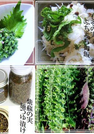 しその実✿麺つゆ漬け&佃煮~ぷちぷち食感♡ふりかけ-レシピのメイン写真
