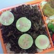 ☆ メッセージお弁当 ☆
