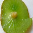 すぽっ!キーウィの固い芯の取り方