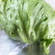 これで長持ち♪レタスの保存方法