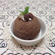 チョコアイス