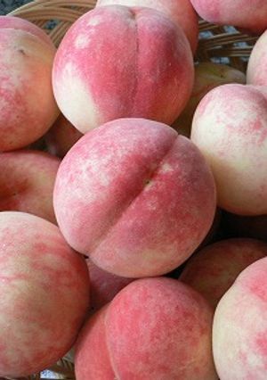 つるりん☆桃シロップ煮-レシピのメイン写真
