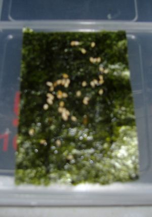 韓国のり？-レシピのメイン写真