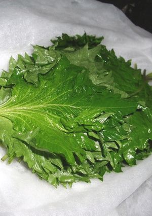 大葉の長期保存方法-レシピのメイン写真