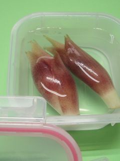 茗荷(みょうが)の保存方法 ^^♪-レシピのメイン写真