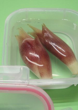 茗荷(みょうが)の保存方法 ^^♪-レシピのメイン写真