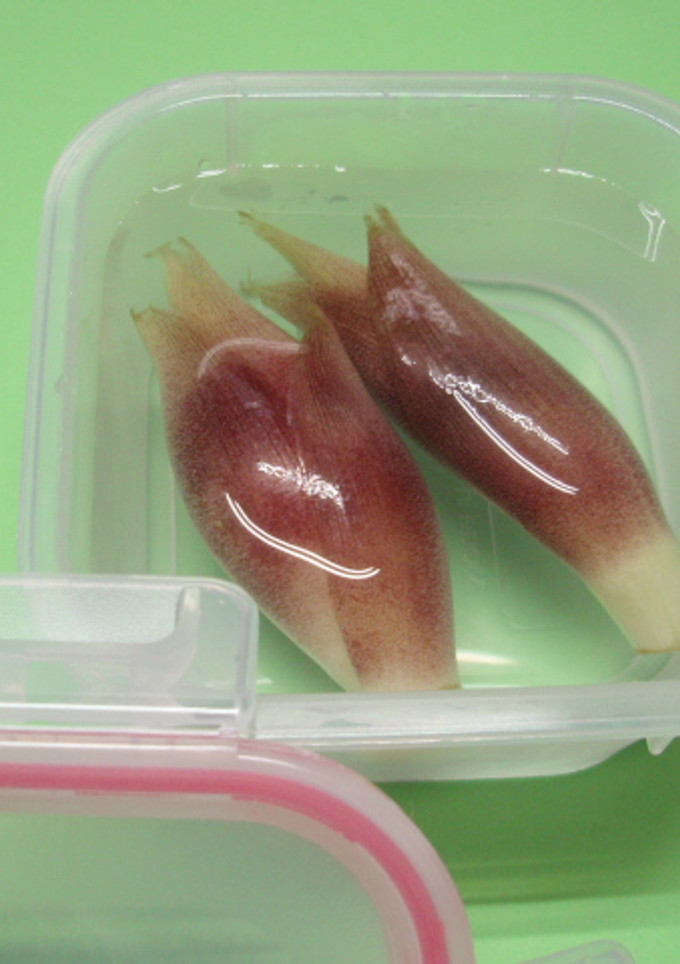 茗荷（みょうが）の保存方法　＾＾♪-レシピのメイン写真