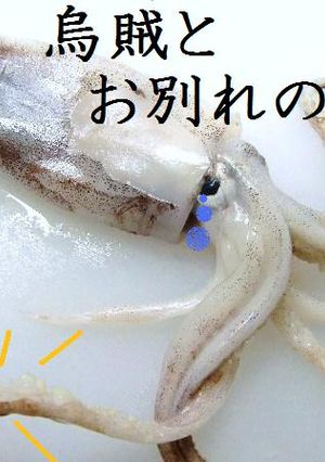 ❤❤❤いかの解体ショー♡...by food town❤❤❤-レシピのメイン写真