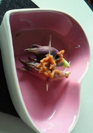 簡単♪みょうが味噌焼き♪-レシピのメイン写真