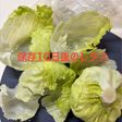 【簡単節約】レタス1玉長期保存方法