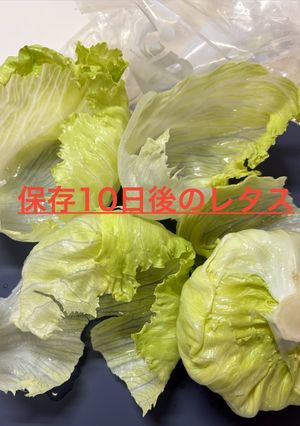 【簡単節約】レタス1玉長期保存方法-レシピのメイン写真
