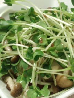 ☆豆腐とカイワレ大根のサラダ☆-レシピのメイン写真