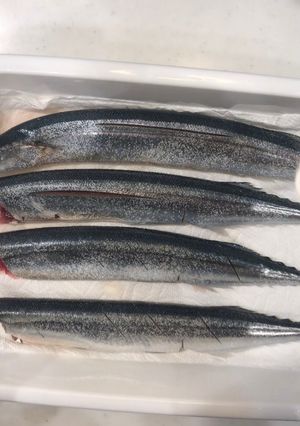 生秋刀魚の下処理♪簡単な内臓の取り方🐟-レシピのメイン写真