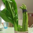 青菜の保存法
