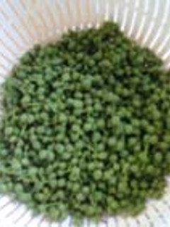 実山椒の青煮-レシピのメイン写真