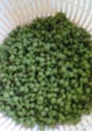 実山椒の青煮-レシピのメイン写真