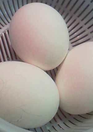 圧力鍋でゆで玉子♪お弁当用に最適-レシピのメイン写真