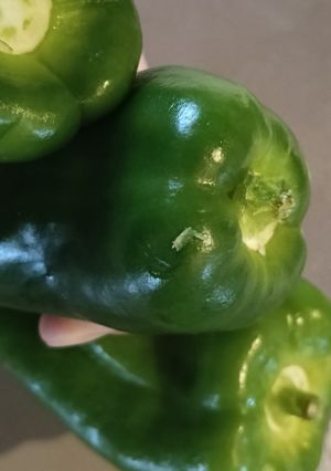 ピーマンの保存🫑-レシピのメイン写真
