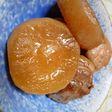 我が家の大根と豚肉の煮物