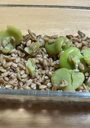 バーリーマックスの茹で方　サラダ用-レシピのメイン写真