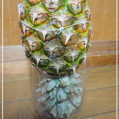 パイナップルを全体的に甘くするズボラ方法 by だんな様は料理人  