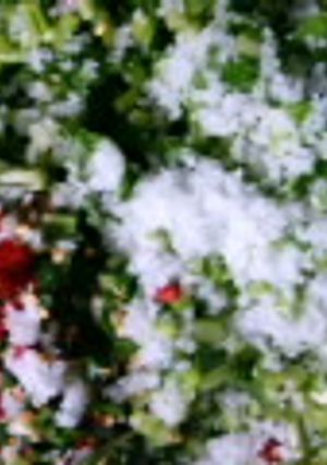 壬生菜のお漬物-レシピのメイン写真